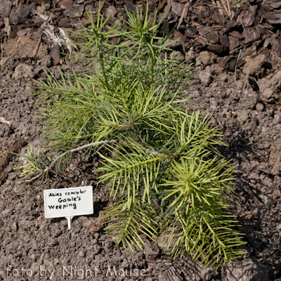 Abies Gable`s Weeping