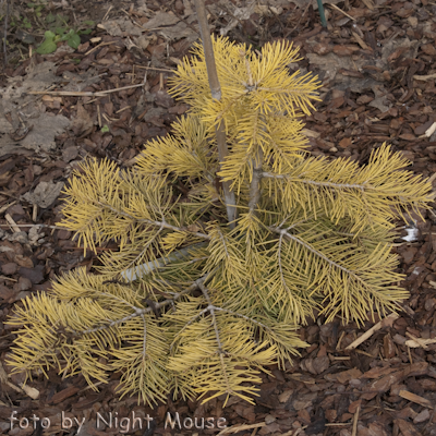 Abies Wintergold