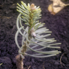 Abies Hessei