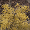 Abies Wintergold