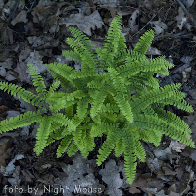 Adianthum s.p.