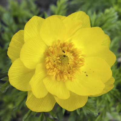 Adonis siberica