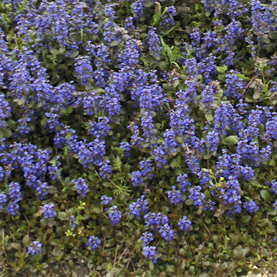 Ajuga Atropurpurea