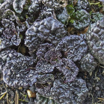 Ajuga Metallic Chine