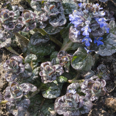 Ajuga Metallica Crispa