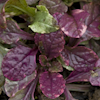 Ajuga Burgundy Glow