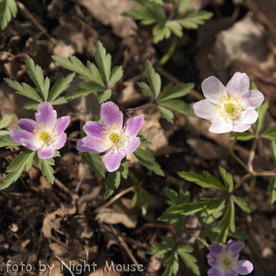 Anemone Fruhlingsfee