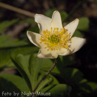 Anemone lipsiensis