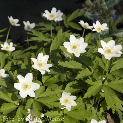 Anemone nemorosa