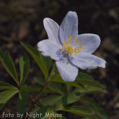 Anemone Robinsoniana