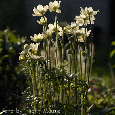 Anemone sylvestris