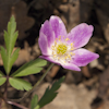 Anemone Fruhlingsfee