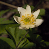 Anemone lipsiensis