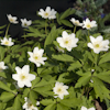 Anemone nemorosa