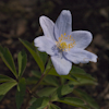 Anemone Robinsoniana