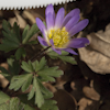 Anemone rosea