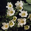 Anemone sylvestris