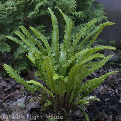 Asplenium Angustatum