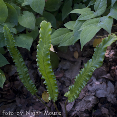 Asplenium Angustifolium