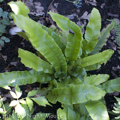 Asplenium s.p.