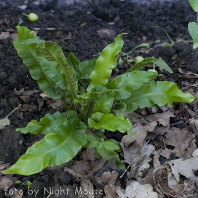 Asplenium Undulata