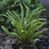 Asplenium Angustatum