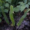 Asplenium Angustifolium