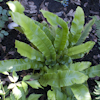 Asplenium s.p.