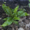 Asplenium Undulata