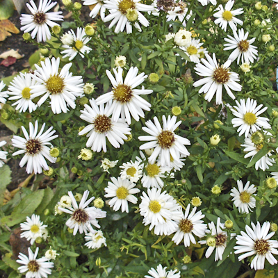 Aster alba