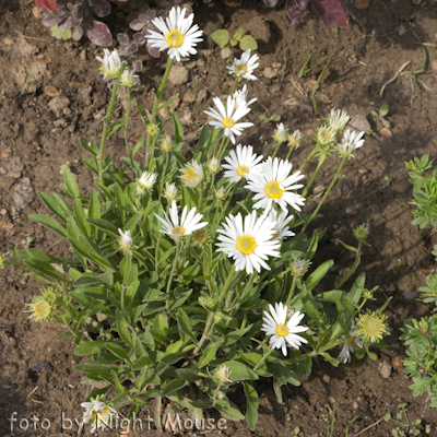 Aster alpinus