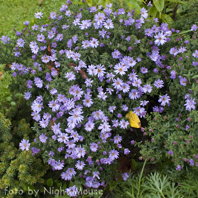 Aster Lady in Blue