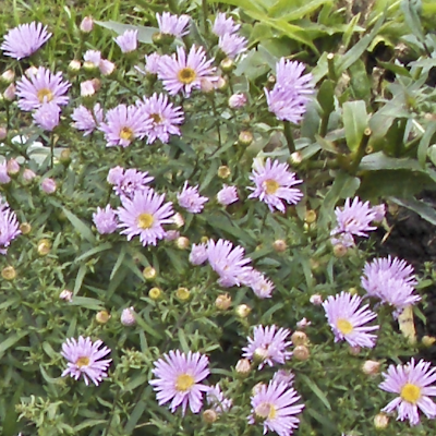 Aster rosea