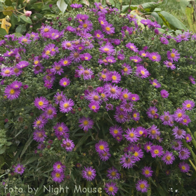 Aster rubra