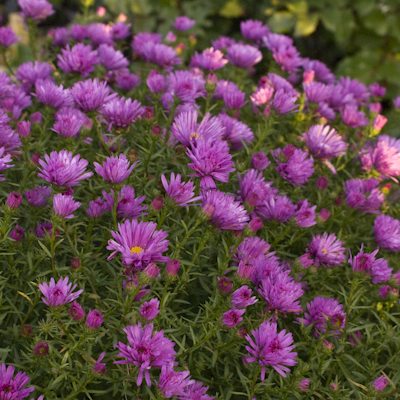 Aster rubra plena