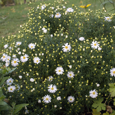 Aster Schneekissen