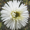 Aster alba