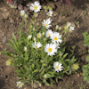 Aster alpinus