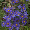 Aster Blue Autumn