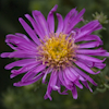 Aster rubra