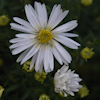 Aster Schneekissen