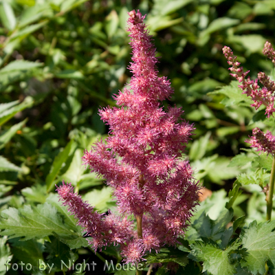 Astilbe Alive and Kicking