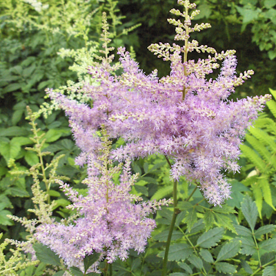 Astilbe America