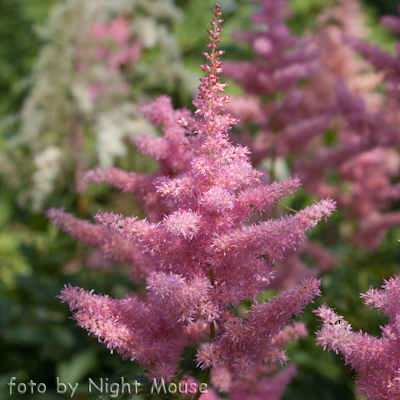 Astilbe Anita Pfeifer