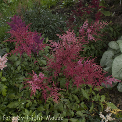 Astilbe Aphrodita