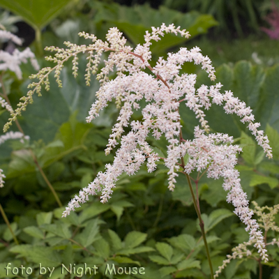 Astilbe Betsy Cuperus