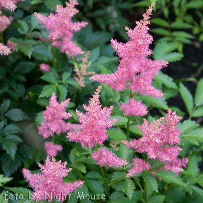 Astilbe Boogie Woogie