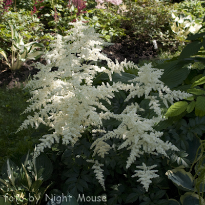 Astilbe Brautscheier