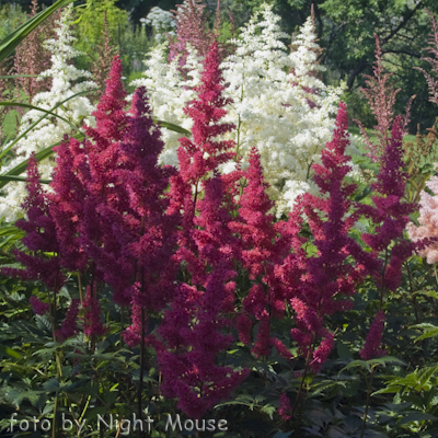 Astilbe Burgundy Red