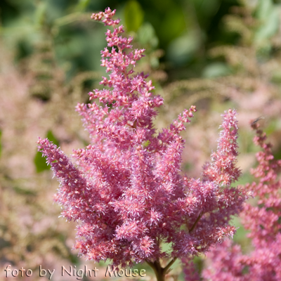 Astilbe Catherine Deneuve